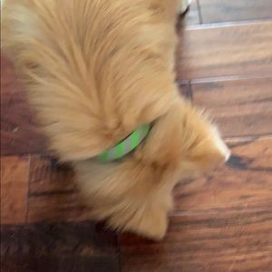 Easton shoe lace